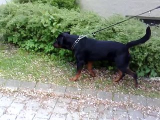 Rottweiler vs. Kangal  -Dangerous Meeting-