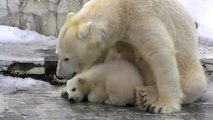 ホッキョクグマの赤ちゃん 屋外デビュー〜Hello！ Polar Bear Baby!!