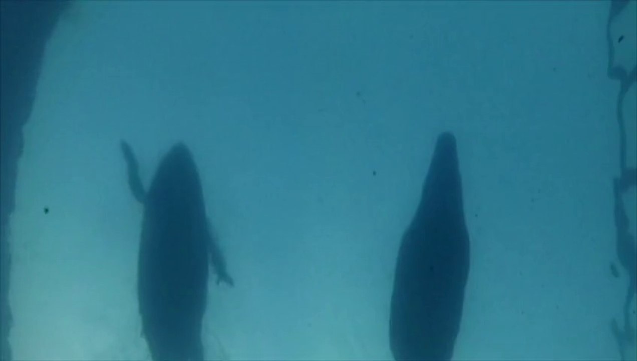 Comment éviter que les requins confondent phoques et surfeurs