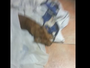 Little Dog Pluto Gets Lost Amongst the Curtains