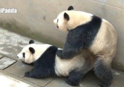First Ever Broadcast of Giant Pandas Mating Ends in Success