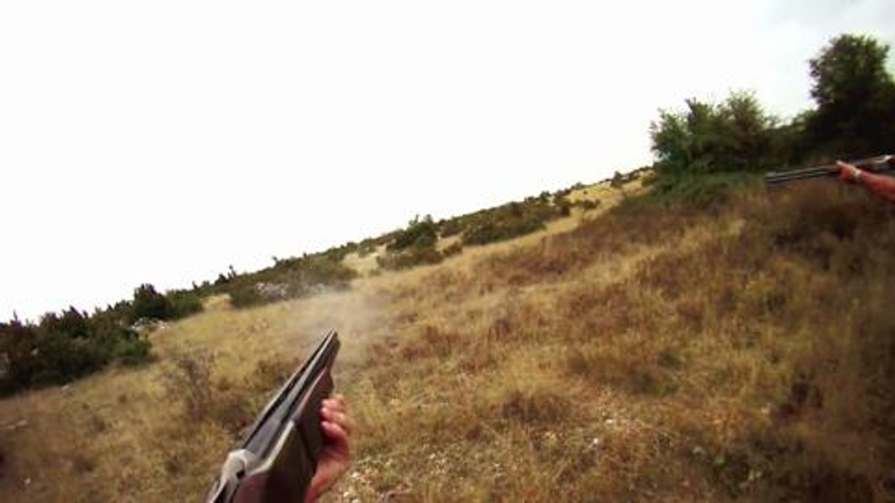 Lièvres des Cévennes au springer