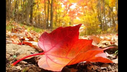 Kayahan - Beni anlamadın ya...!