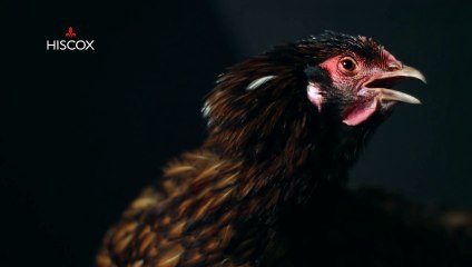 VCCP Berlin pour Hiscox - «Nous parlons le même langage» - avril 2015 - poule