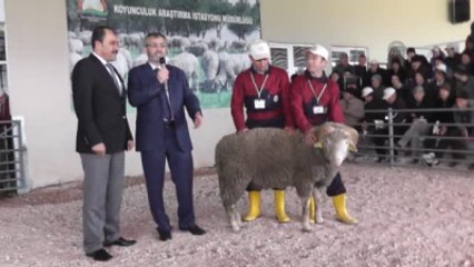 Bandırma'da Damızlık Koç Satışı