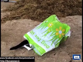 Dunya News - Light stories from all over the world