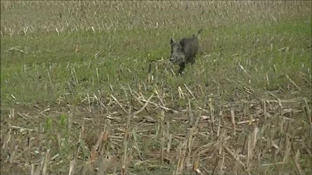 Chasse au sanglier aux chiens courants
