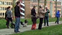 Razend grazende grasmaaiers van Groningen zijn weer terug in het straatbeeld - RTV Noord