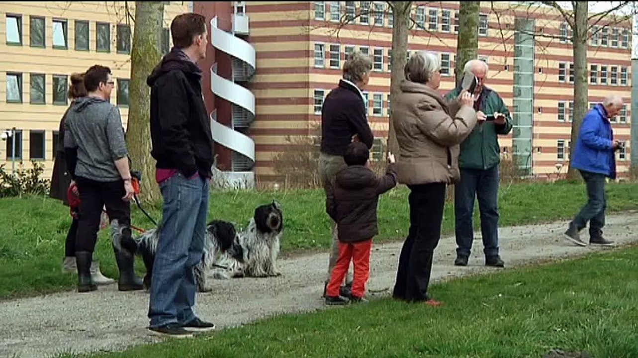 Razend grazende grasmaaiers van Groningen zijn weer terug in het straatbeeld - RTV Noord