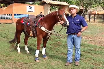 4 de abril de 2015 Caballos