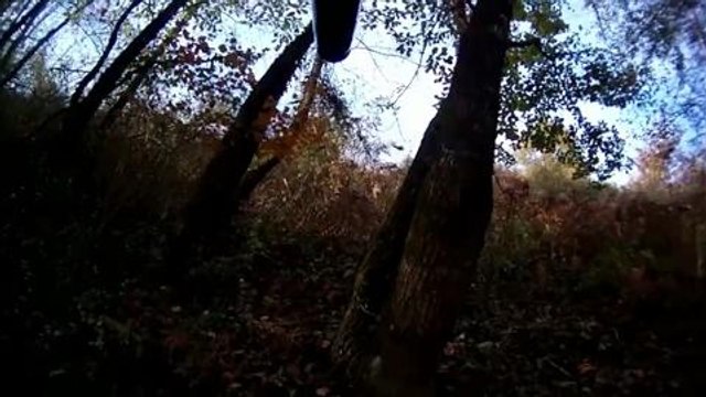 Bécasses aux chiens d'arrêt avec des braques frannçais