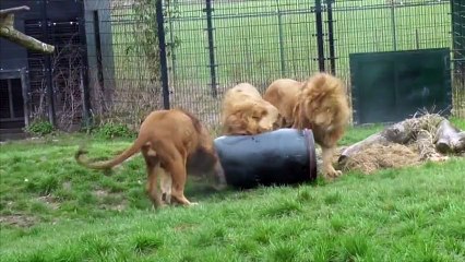 Un lion se coince la tête dans un tonneau aux Pays-Bas