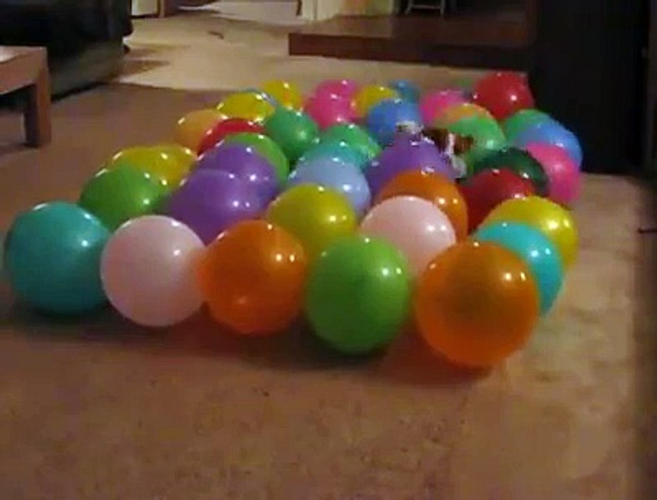 Un chien fou de ballons