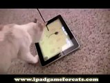iPad Game for Cats: The World's Greatest Video Game (for cats, not humans)