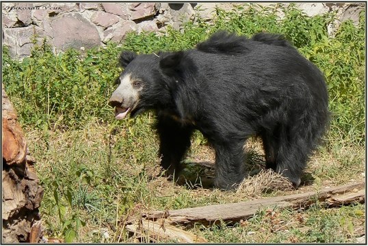 Медведь-губач