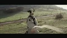 07-30-03 cow