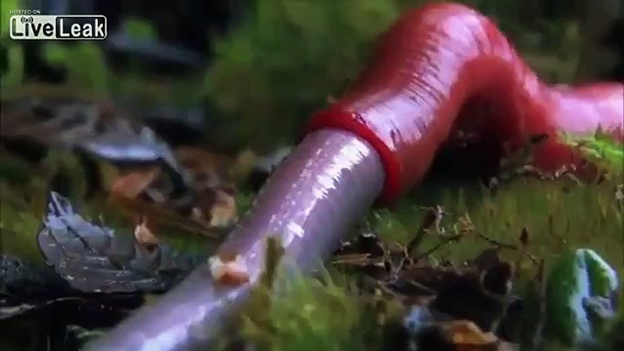 Lands of The Monsoon- leech and earthworm