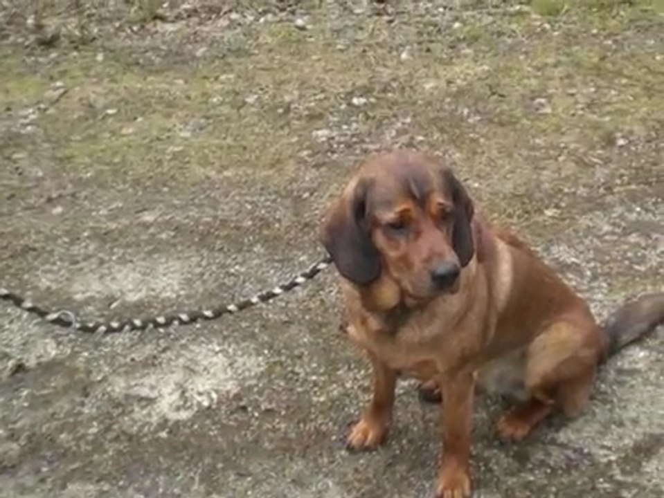 Alpine Dachsbracke
