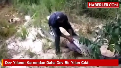 Dev Yılanın Karnından Daha Dev Bir Yılan Çıktı-En Çok İzlenenler