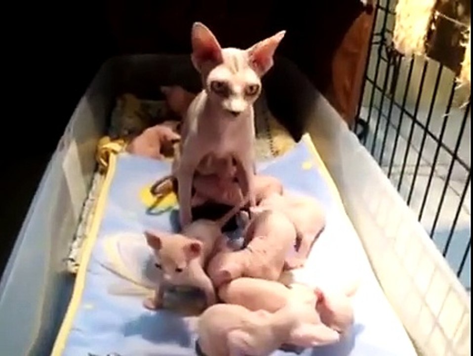 These Sphynx are so cute!
