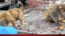 bander or kutty ki larhaee amazing video 2015 wath this