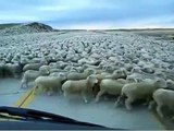 L'incroyable embouteillage des moutons jamais vécu.