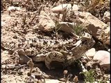 Texas Horned Lizard