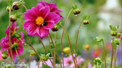 Tình Cuối Chân Mây -Ngô Thụy Miên - Don Hồ -THL