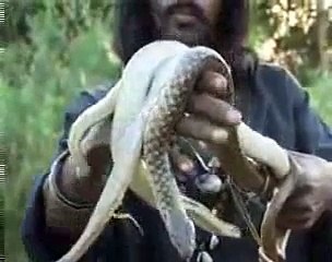 Brave Man Eating A snake Alive