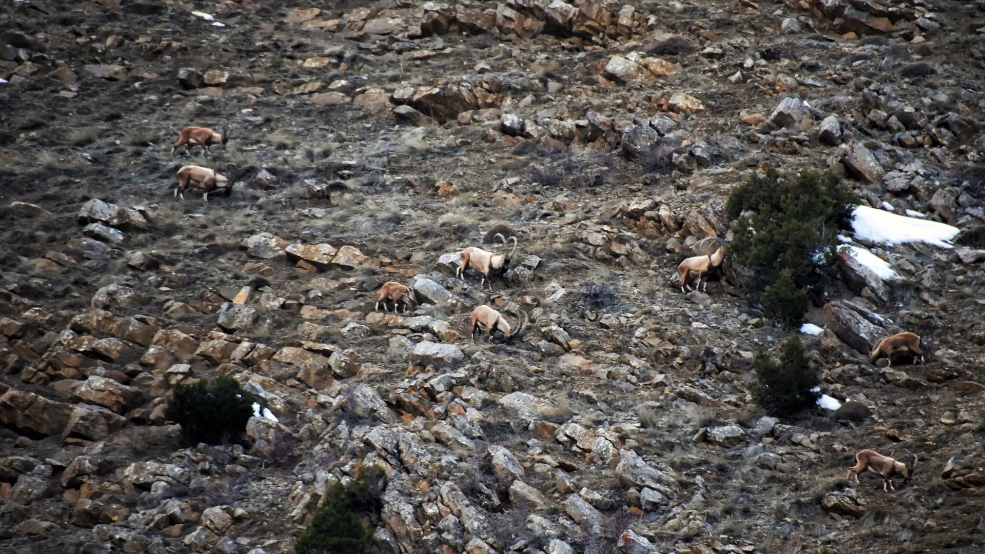 Aladağlarda Yaban Keçisi Avı