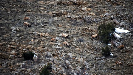 Aladağlarda Yaban Keçisi Avı