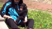 아기 침팬지 ( Baby Chimp )