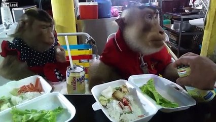 YouTube: una pareja de monos cena de manera muy educada