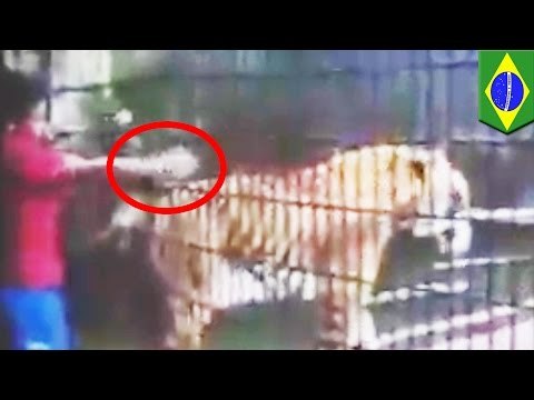 Tiger beisst Jungen im Zoo die Hand ab