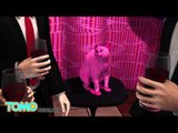 Mujer rusa envenena a su gato luego de teñirle el pelo de rosa