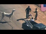 Dos llamas escapan de su hogar en Arizona y generan caos en una carretera