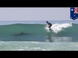 Surfista japonés muere luego de ser atacado por un gran tiburón blanco en Australia