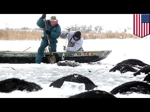Сто отборных коров утонули, провалившись под лёд