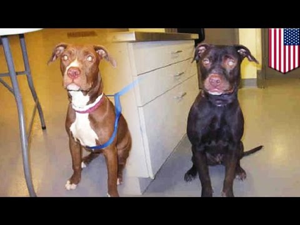 Пропавшую собаку нашли перекрашенной в чёрный цвет!