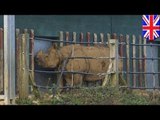 Носорог напал на сотрудника Уипснейдского зоопарка