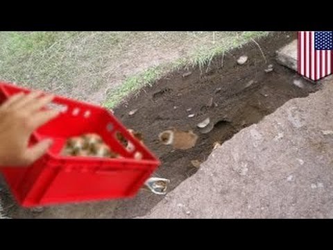 Девушка выбросила в канаву несколько десятков морских свинок