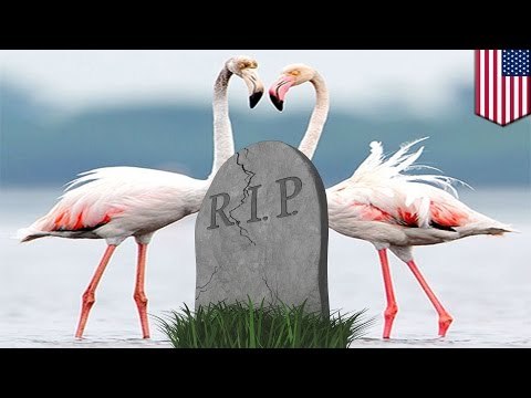 Идиотский розыгрыш привёл к гибели двух фламинго