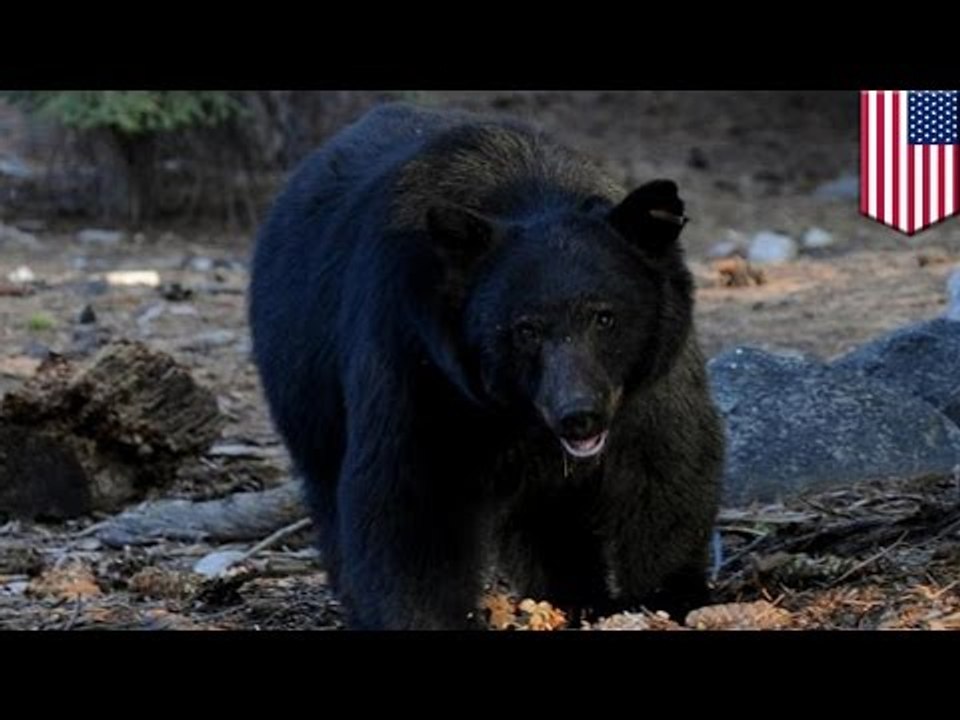 Медведь съел тело мужчины, погибшего от сердечного приступа
