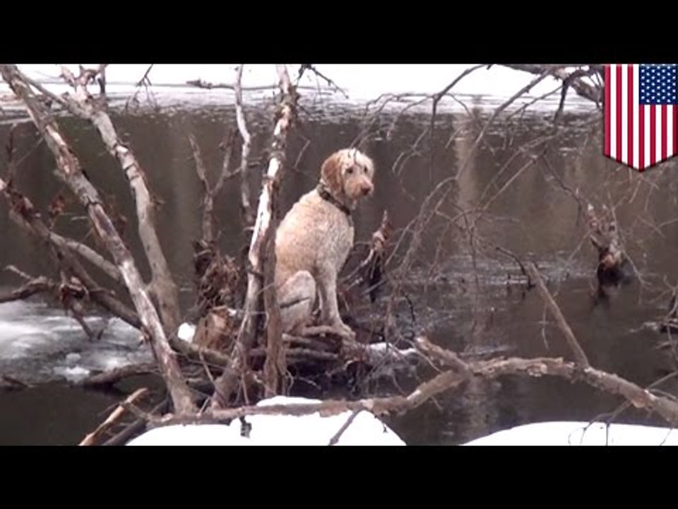 Pompiers à la rescousse : Sauvetage d'un chien...