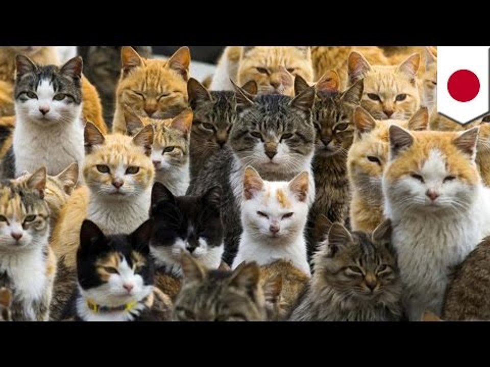 JAPON : Les chats sauvages surpassent en nombre les humains 6 à 1 sur cette île