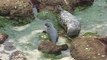 Harbor Seals with Pups La Jolla, California