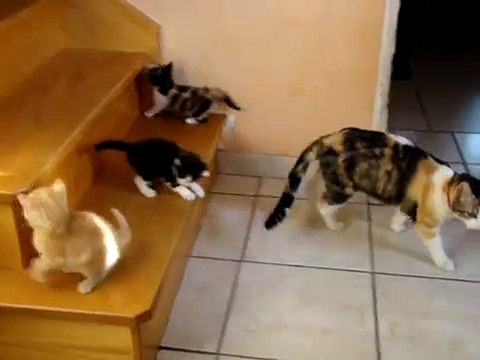 bébé chat qui s'éclate