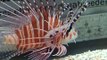 antenta lionfish / spotfin lionfish