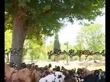 Goat Farming in Pakistan Urdu