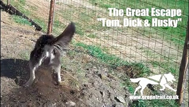 Siberian Huskies The Great Escape